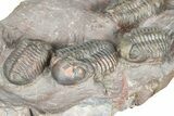 Cluster Of Six Colorful Austerops Trilobites - Jorf Morocco #362872-6